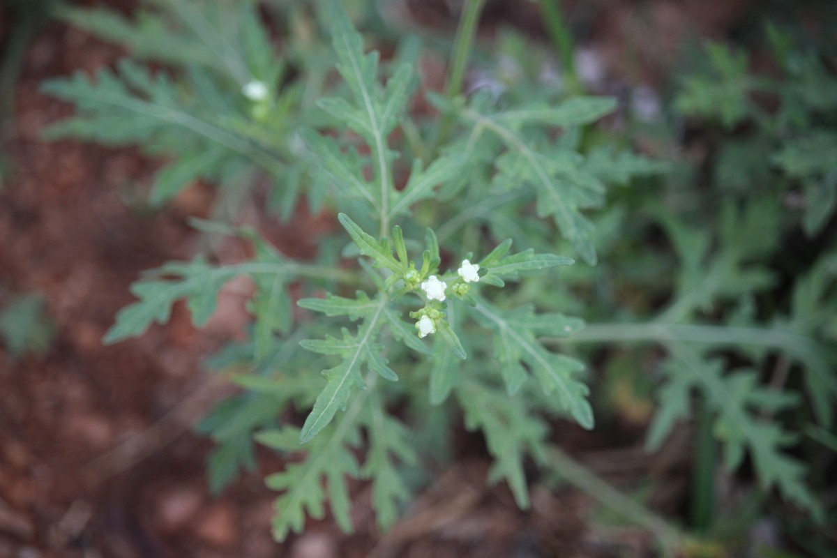 Parthenium hysterophorus L.